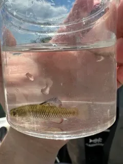 Rainwater Killifish thumbnail 2