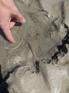 Striped Cusk-eel thumbnail 2