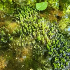 Heart-leaved Spear-moss thumbnail 4
