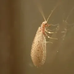 Antique Brown Lacewing thumbnail 4