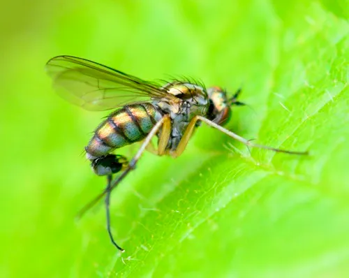 Dolichopus brevimanus