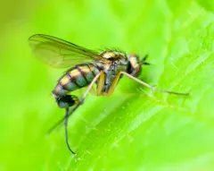 Dolichopus brevimanus thumbnail 1