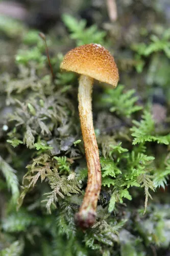 Pholiota pseudosiparia