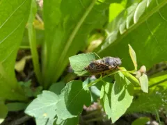 Orange-margined Cicada thumbnail 3