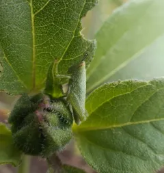 Showy Grasshopper thumbnail 3