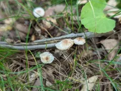 Gymnopus semihirtipes thumbnail 4