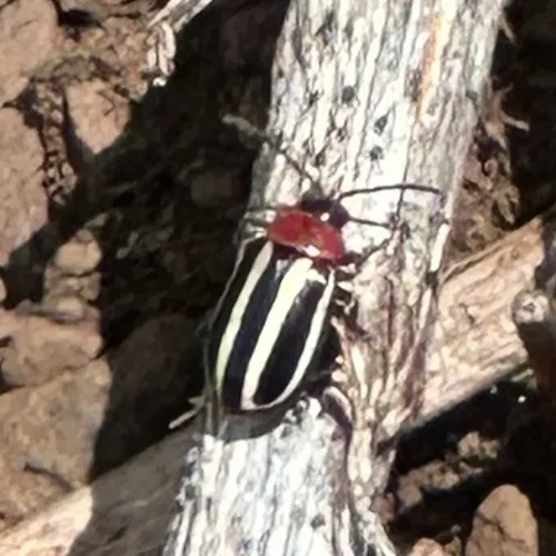 Disonycha maritima