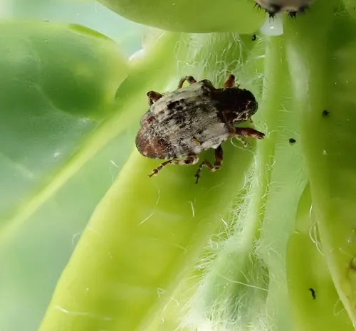 Snow on the Mountain Curculio