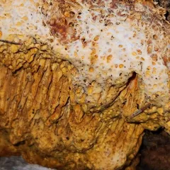 Pycnoporellus alboluteus thumbnail 4