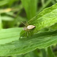 Striped Lynx Spider thumbnail 3
