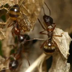 Bearded Carpenter ant thumbnail 4