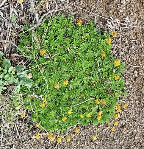 Yukon Goldenweed