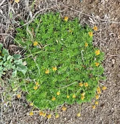 Yukon Goldenweed thumbnail 1