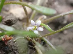 Owyhee mudwort thumbnail 4