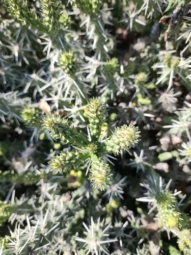 Whipple Cholla