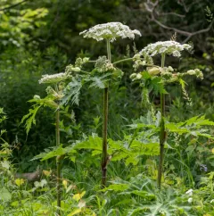 Giant Hogweed thumbnail 4