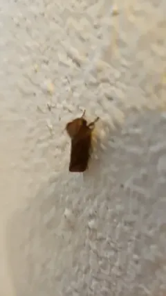 Eastern Grass Tubeworm Moth thumbnail 3