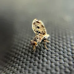 Peacock Fly thumbnail 4