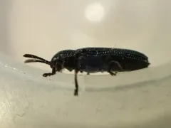 Anisostena californica thumbnail 3