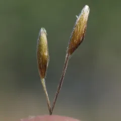 lemmon's needle grass thumbnail 4