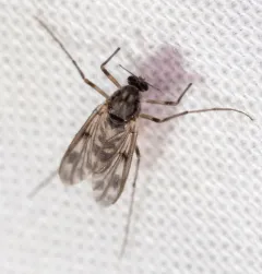 Guttipelopia rosenbergi thumbnail 1