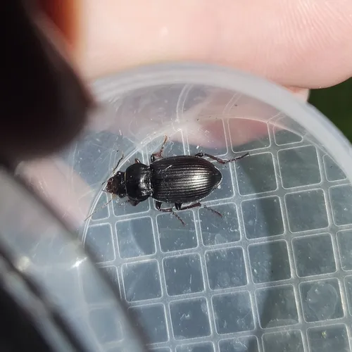 Magnificent Sun Beetle