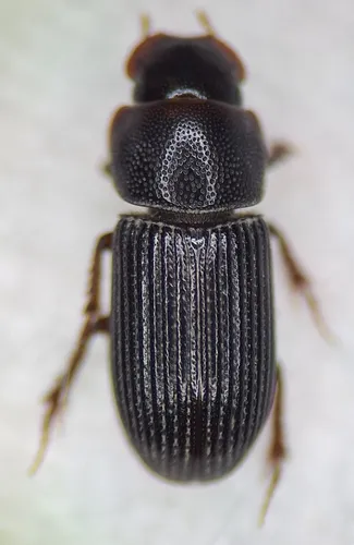 Ataenius hesperius