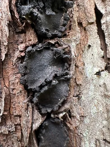Biscogniauxia repanda