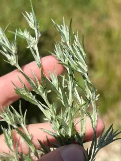 narrowleaf cottonrose thumbnail 3