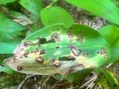 Phyllosticta cruenta thumbnail 3