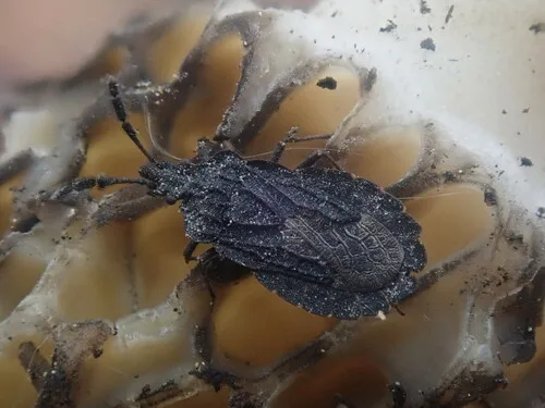 Aradus tuberculifer