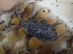 Aradus tuberculifer thumbnail 1