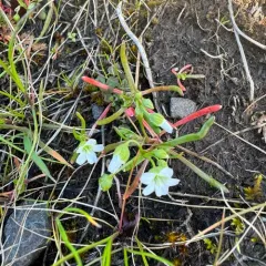 Narrow-leaved Montia thumbnail 4