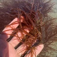 succulent seaweed thumbnail 4