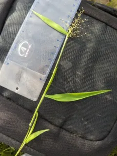 peat grass thumbnail 4
