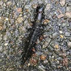 Eastern Dobsonfly thumbnail 4