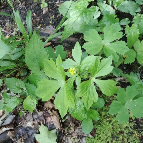 Hooked buttercup