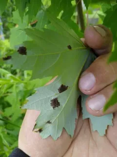 Taphrina carveri thumbnail 3