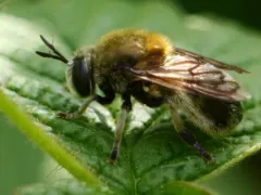 Greater Ant Fly thumbnail 3