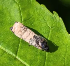Blue-washed Goldenrod Borer thumbnail 2