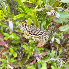 Black-banded Orange Moth thumbnail 4