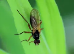 Cordilura setosa thumbnail 3