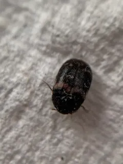 Larger Cabinet Beetle thumbnail 4