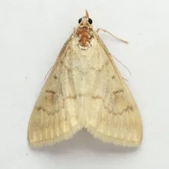 European Corn Borer Moth thumbnail 4