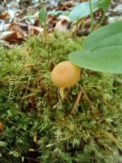 Peatbog Bell thumbnail 3