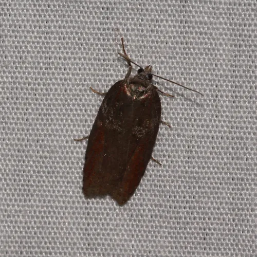 Acleris celiana