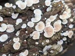 Crepidotus fusisporus thumbnail 4