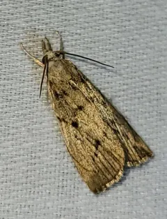 Bulrush Veneer thumbnail 4