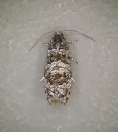 Retinia mafica thumbnail 2