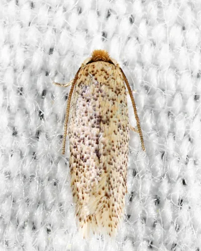 Zimmermannia obrutella